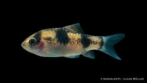 Glühkohlenbarben in einer Gruppe im Aquarium