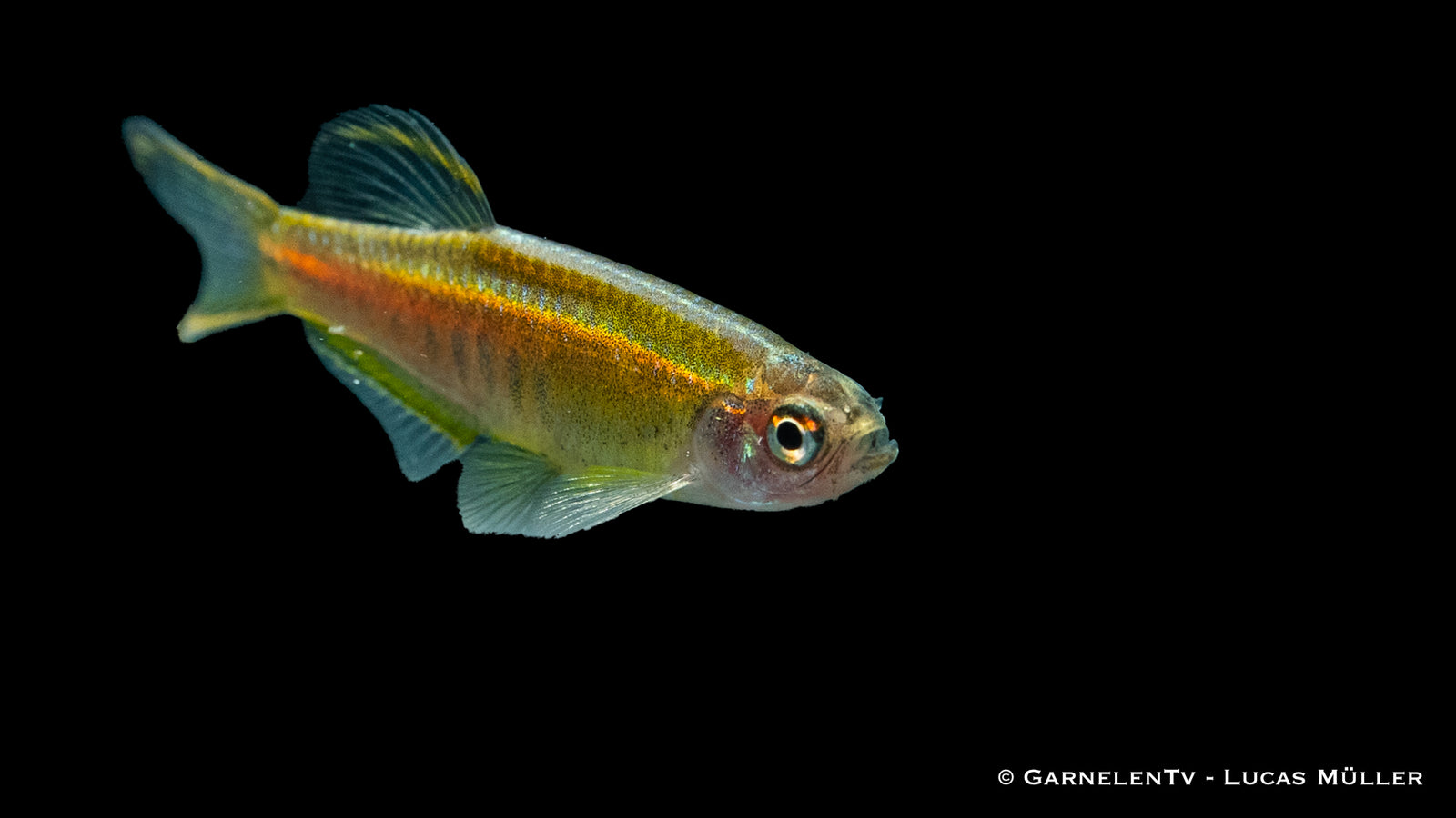 Schwarm von Danio choprae in einem bepflanzten Becken