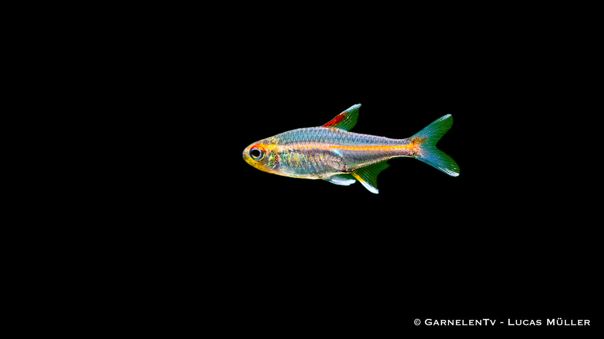 Glühlichtsalmler (Hemigrammus erythrozonus) im Aquarium
