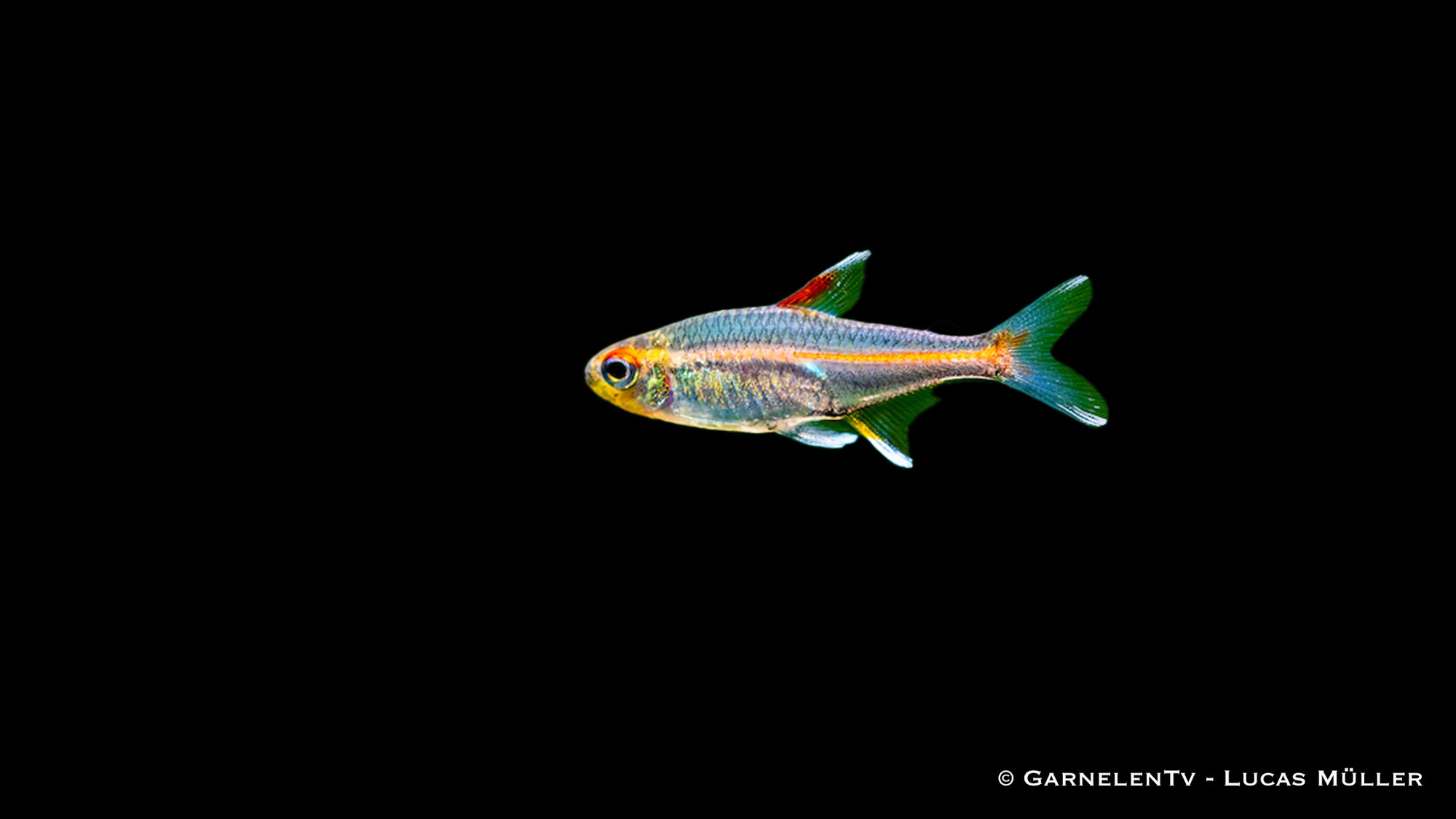 Glühlichtsalmler (Hemigrammus erythrozonus) im Aquarium