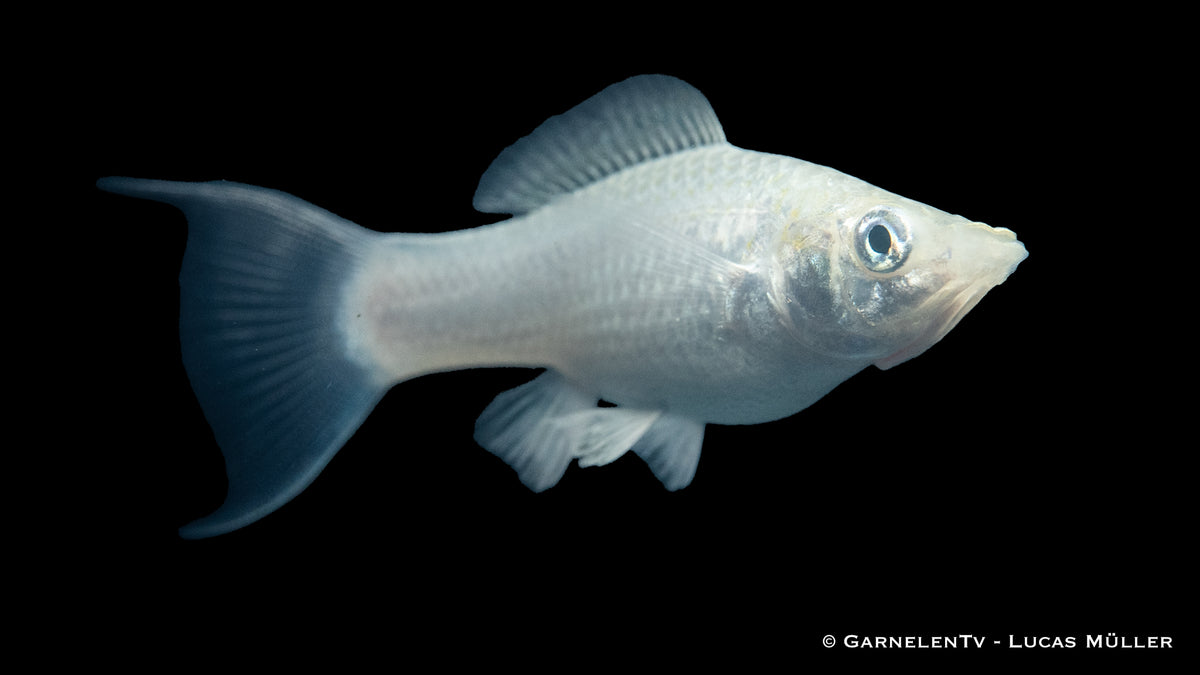 Glänzende Molly Silber Lyra Poecilia sphenops im Aquarium