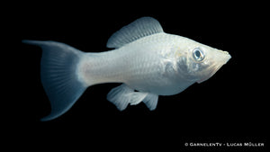 Glänzende Molly Silber Lyra Poecilia sphenops im Aquarium