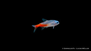 Glänzender Neonsalmler Diamant unter Aquariumlicht