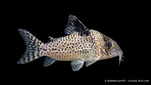 Glänzender Leopardpanzerwels Corydoras ambiacus mit feiner Punktzeichnung, schimmernder Körperfarbe und typischer Panzerwels Form im Süßwasseraquarium