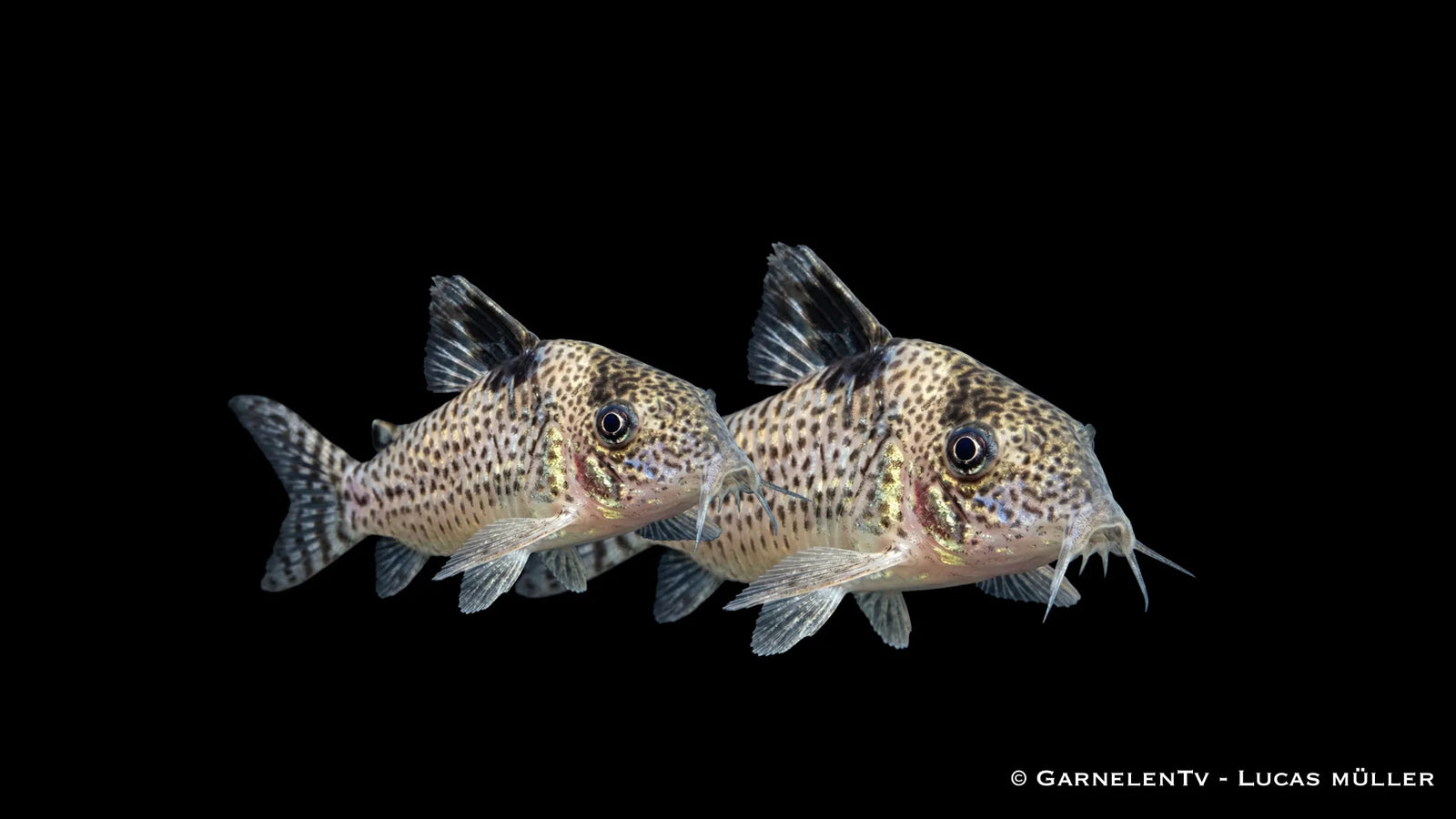 Glänzender Leopardpanzerwels Corydoras ambiacus mit feiner Punktzeichnung, schimmernder Körperfarbe und typischer Panzerwels Form im Süßwasseraquarium