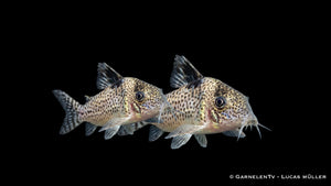 Corydoras ambiacus als lebhafter Bodenfisch mit leopardartigem Muster, Barteln und natürlichem Suchverhalten auf sandigem Aquarienboden