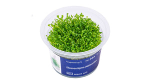 Glossostigma elatinoides - InVitro