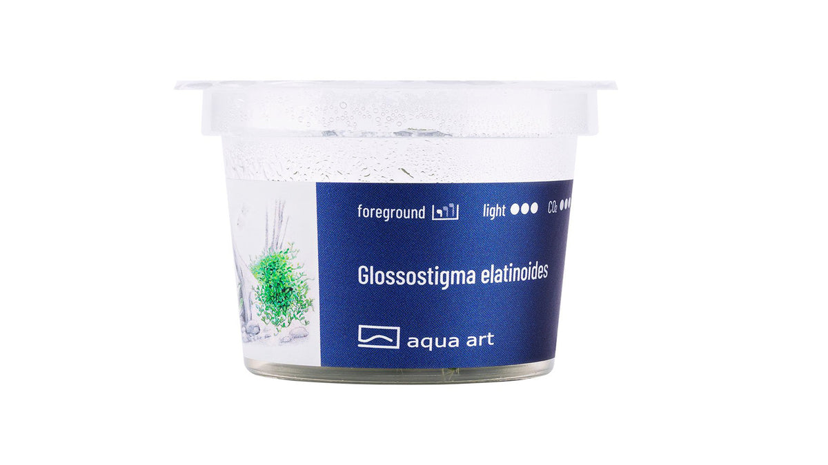 Glossostigma elatinoides - InVitro