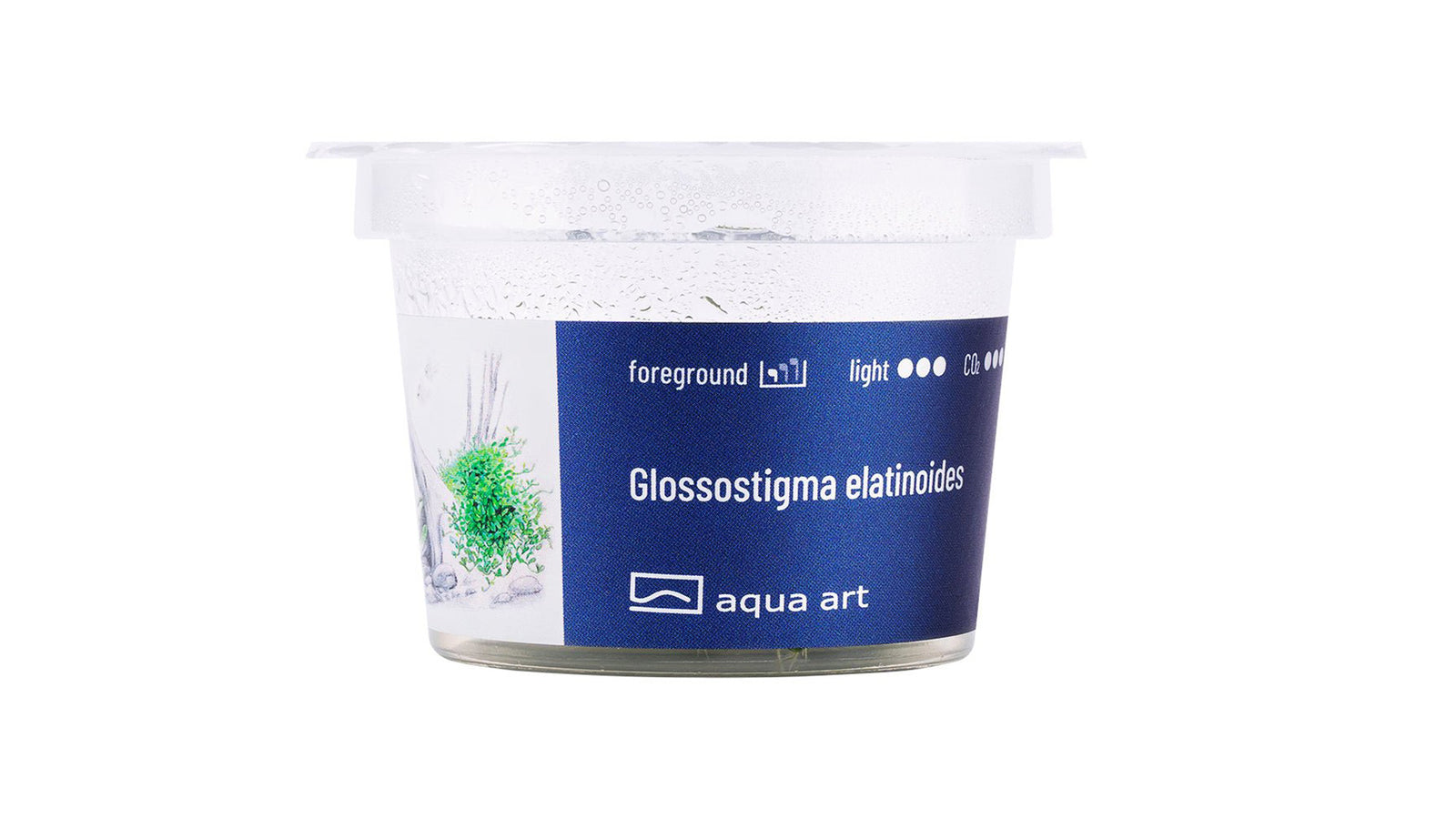 Glossostigma elatinoides - InVitro