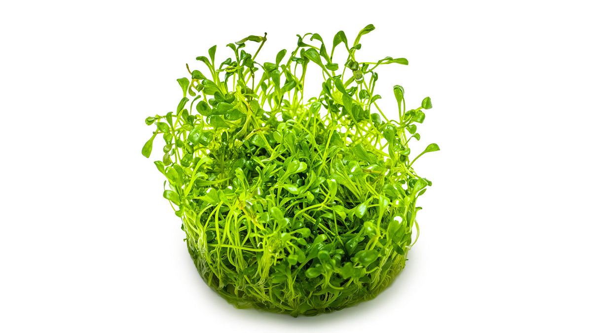 Glossostigma elatinoides