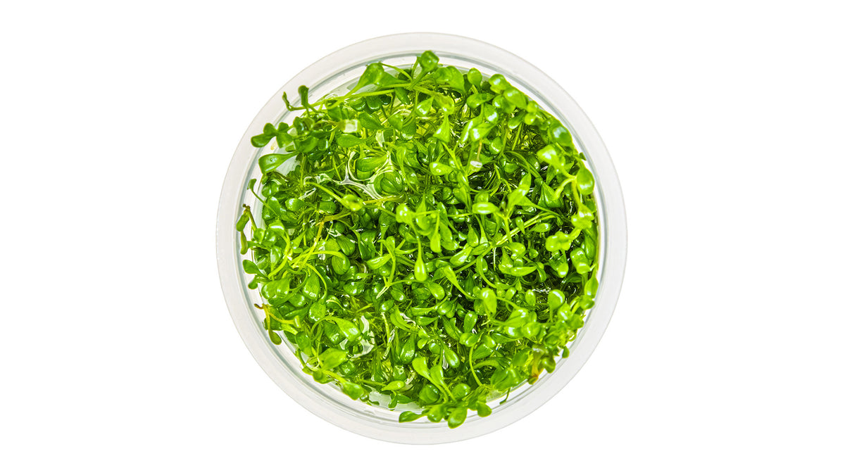 Glossostigma elatinoides von oben