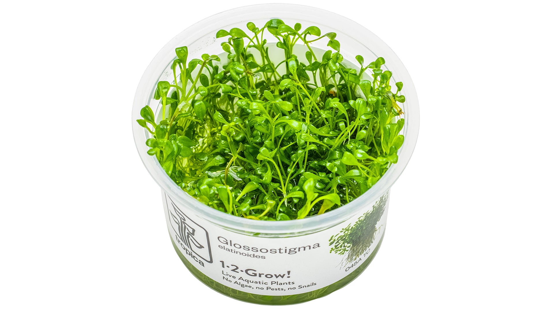 Glossostigma elatinoides InVitro