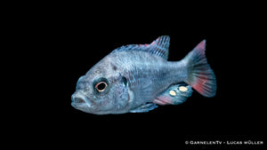 Astatotilapia nubila – beeindruckender Buntbarsch aus Ostafrika