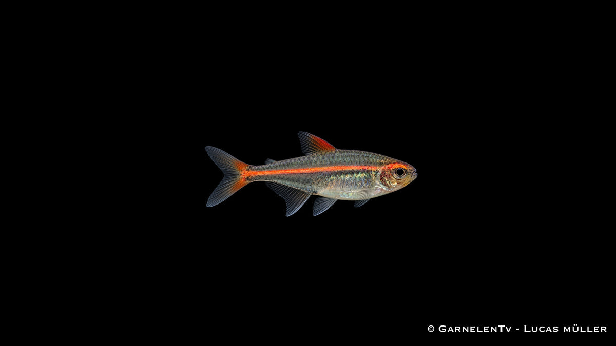 Glühlichtsalmler - Hemigrammus erythrozonus (DNZ)
