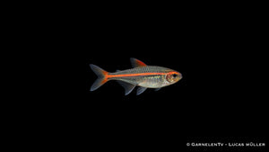 Glühlichtsalmler - Hemigrammus erythrozonus (DNZ)