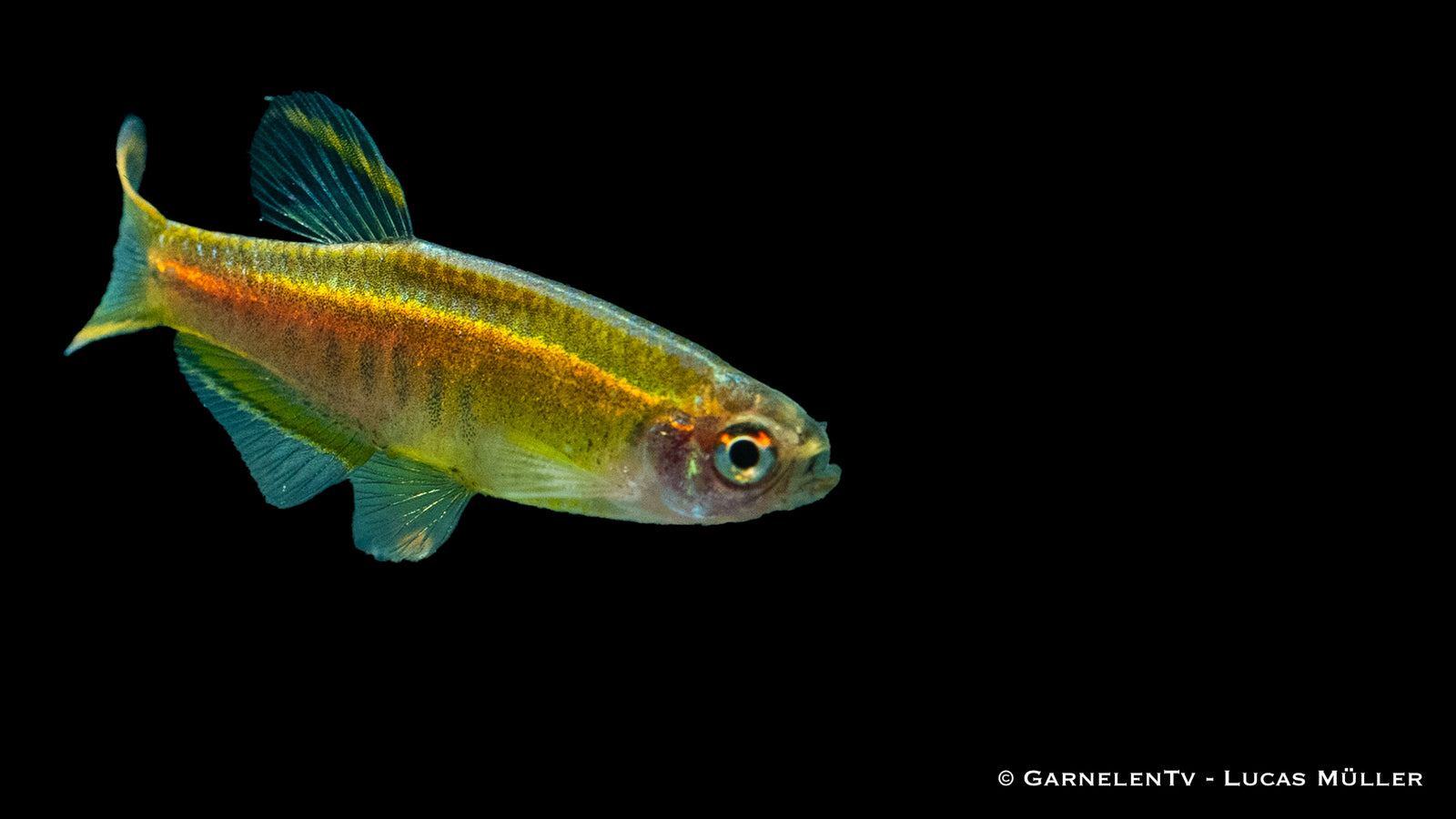 Schwarm von Danio choprae in einem bepflanzten Becken