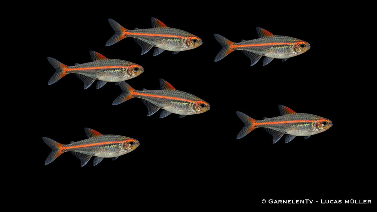 Glühlichtsalmler - Hemigrammus erythrozonus (DNZ) Gruppe bzw. Schwarm im Aquarium