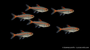 Glühlichtsalmler - Hemigrammus erythrozonus (DNZ) Gruppe bzw. Schwarm im Aquarium