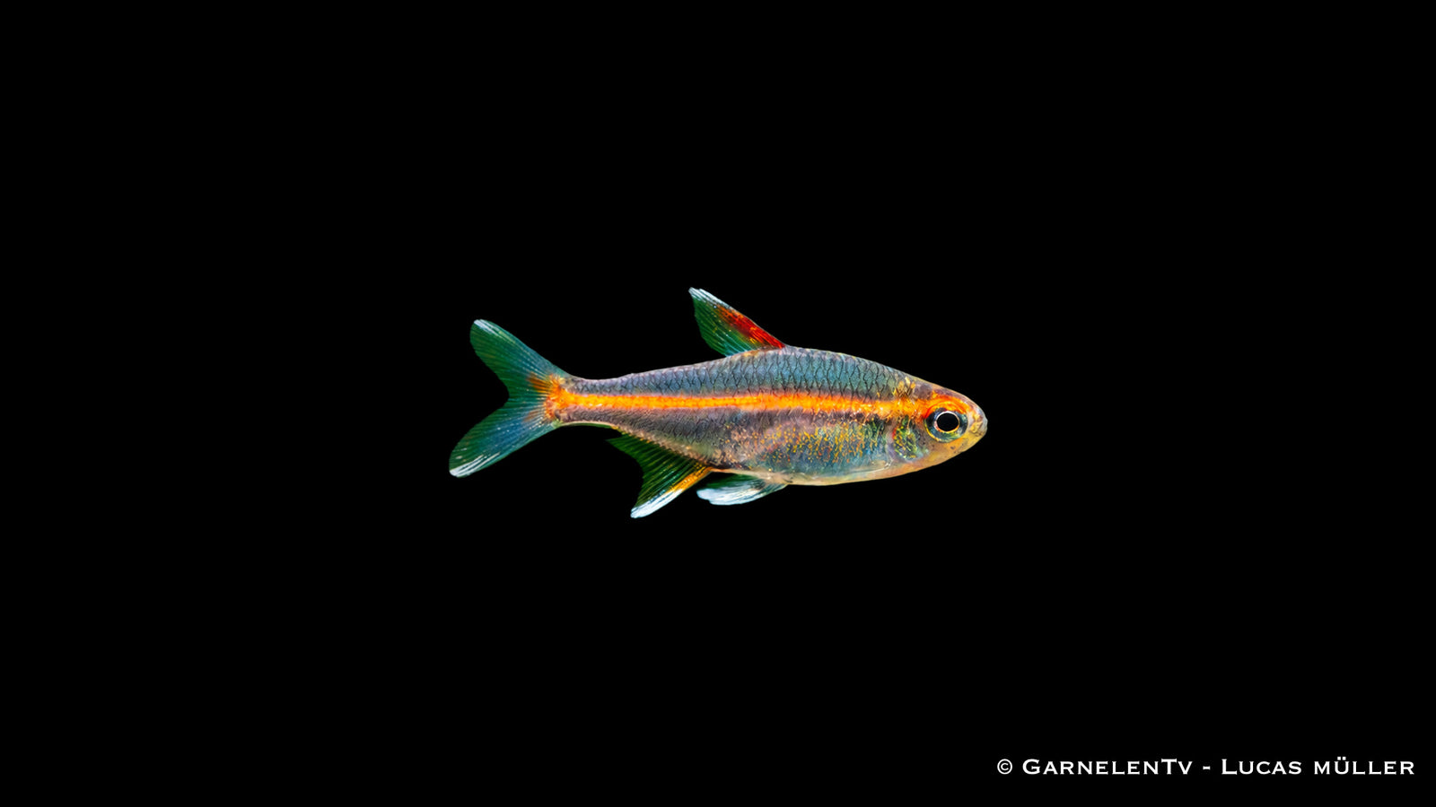 Glühlichtsalmler - Hemigrammus erythrozonus