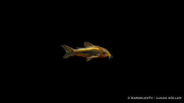 Gold-Laser Panzerwels - Osteogaster (Corydoras) spec. CW010 (DNZ)