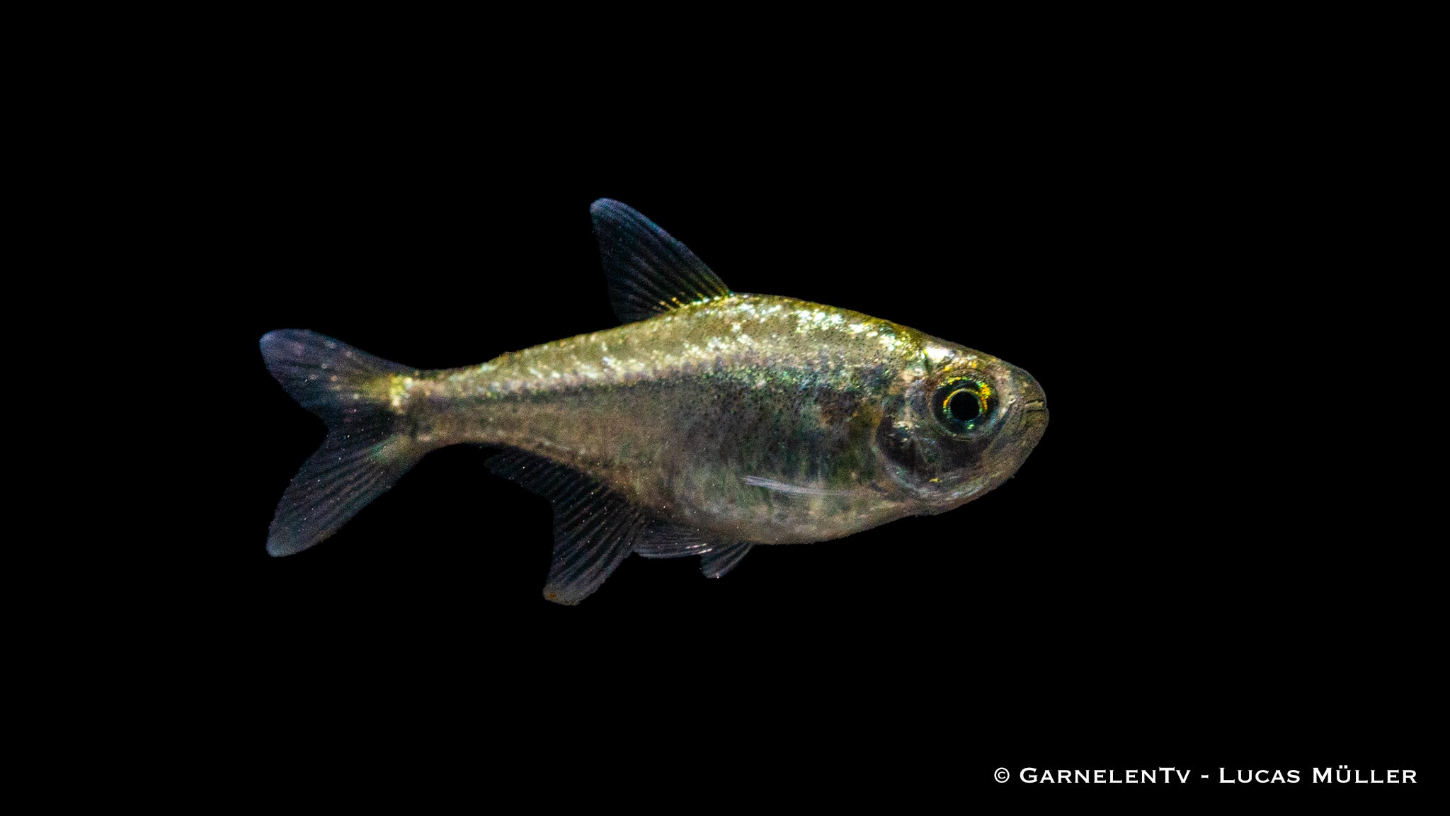 Gold Tetra - Hemigrammus rodwayi