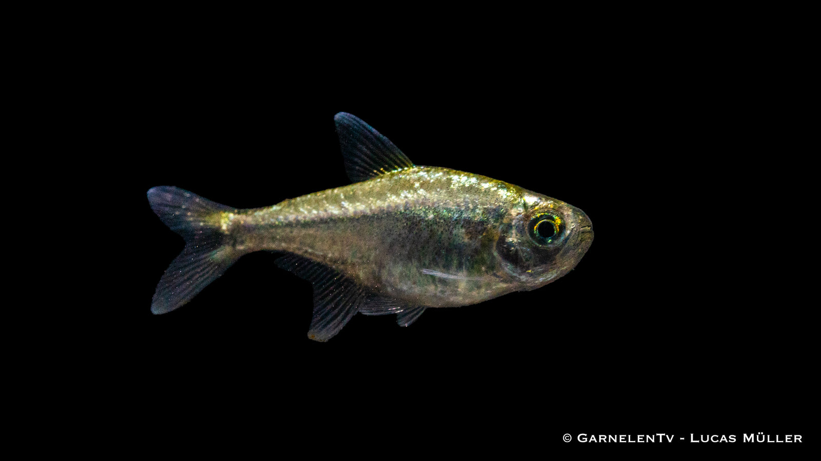 Gold Tetra (Hemigrammus rodwayi) im Aquarium
