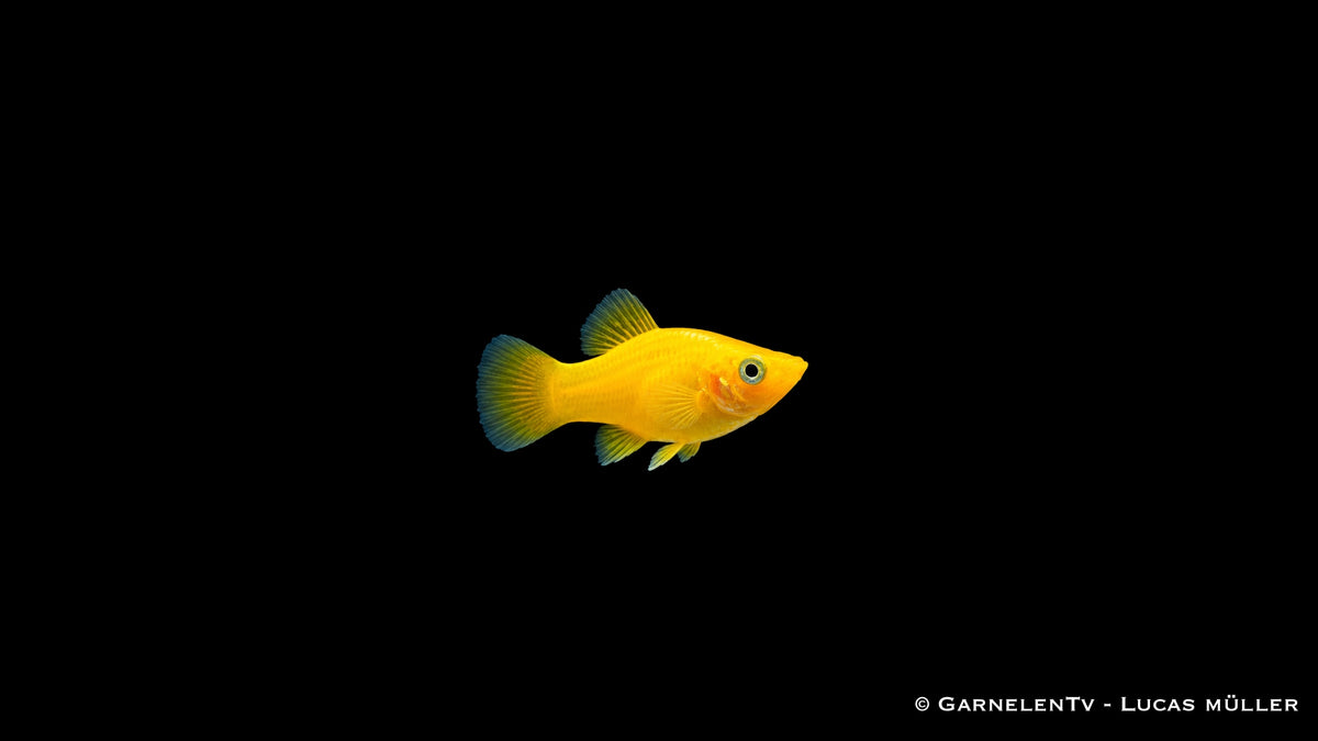 Gold Molly (Poecilia sphenops) mit gelber Schwanzflosse und bläulichem Rand