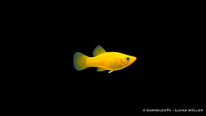 Gold Molly - Poecilia sphenops, leuchtend goldgelber Molly
