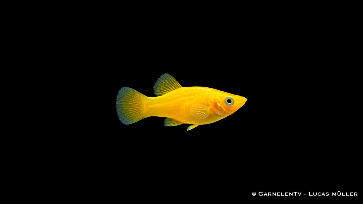 Goldgelber Molly Poecilia sphenops, Seitenansicht