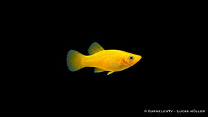 Goldgelber Molly Poecilia sphenops, Seitenansicht