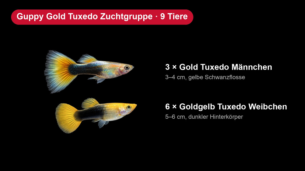 Guppy Gold Tuxedo Zuchtgruppe - 3 Männchen + 6 Weibchen - Poecilia reticulata