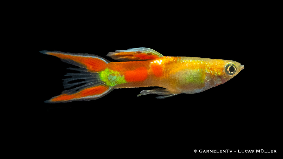 Gold Calico Endlers Guppy für Gruppenhaltung