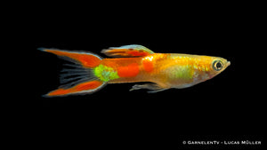 Gold Calico Endlers Guppy für Gruppenhaltung