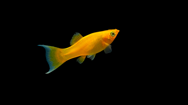 Gold Molly Lyratail – Pflege & Wasserwerte für ein gesundes Aquarium
