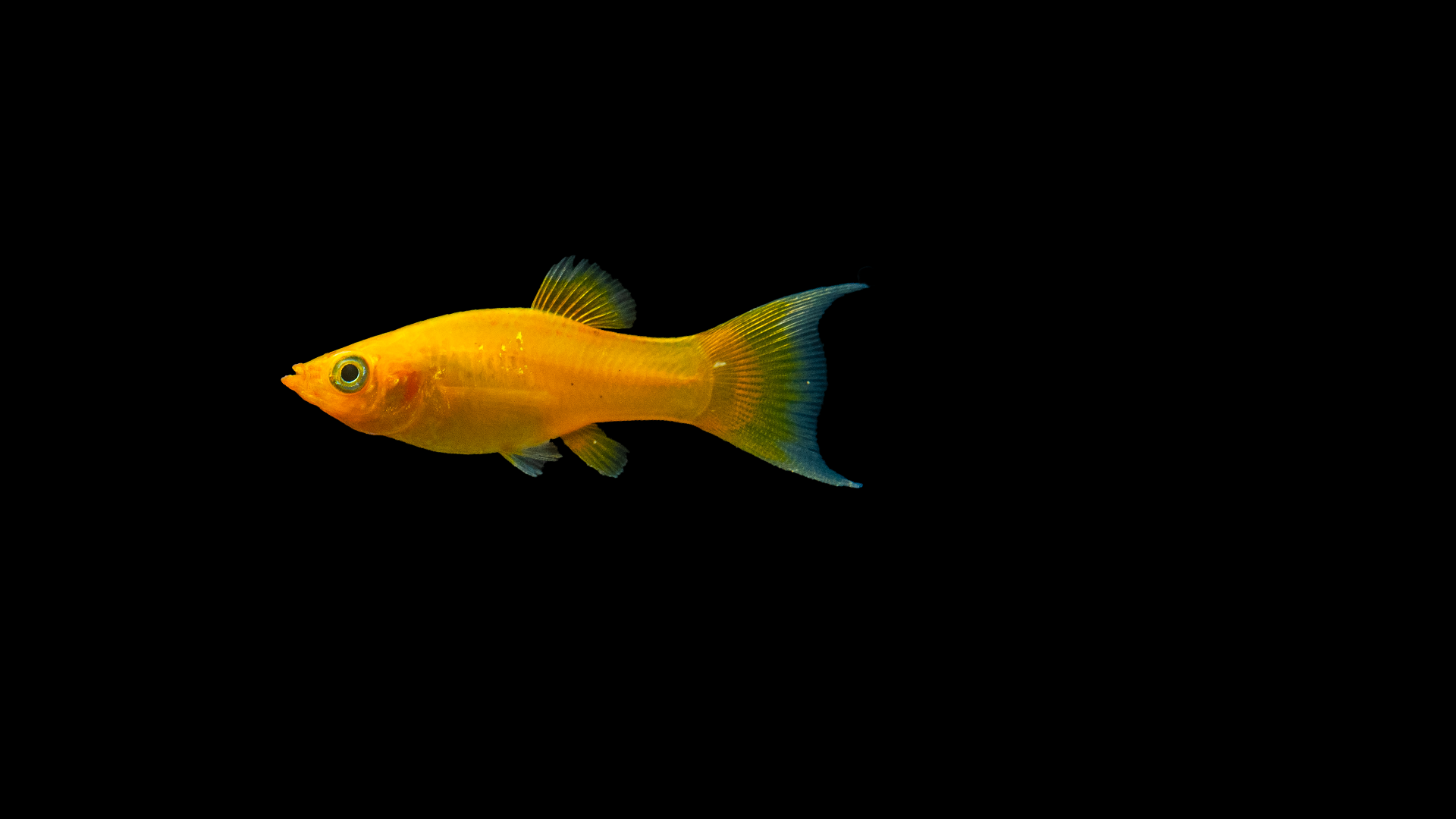Gold Molly Lyratail – Poecilia sphenops im Aquarium
