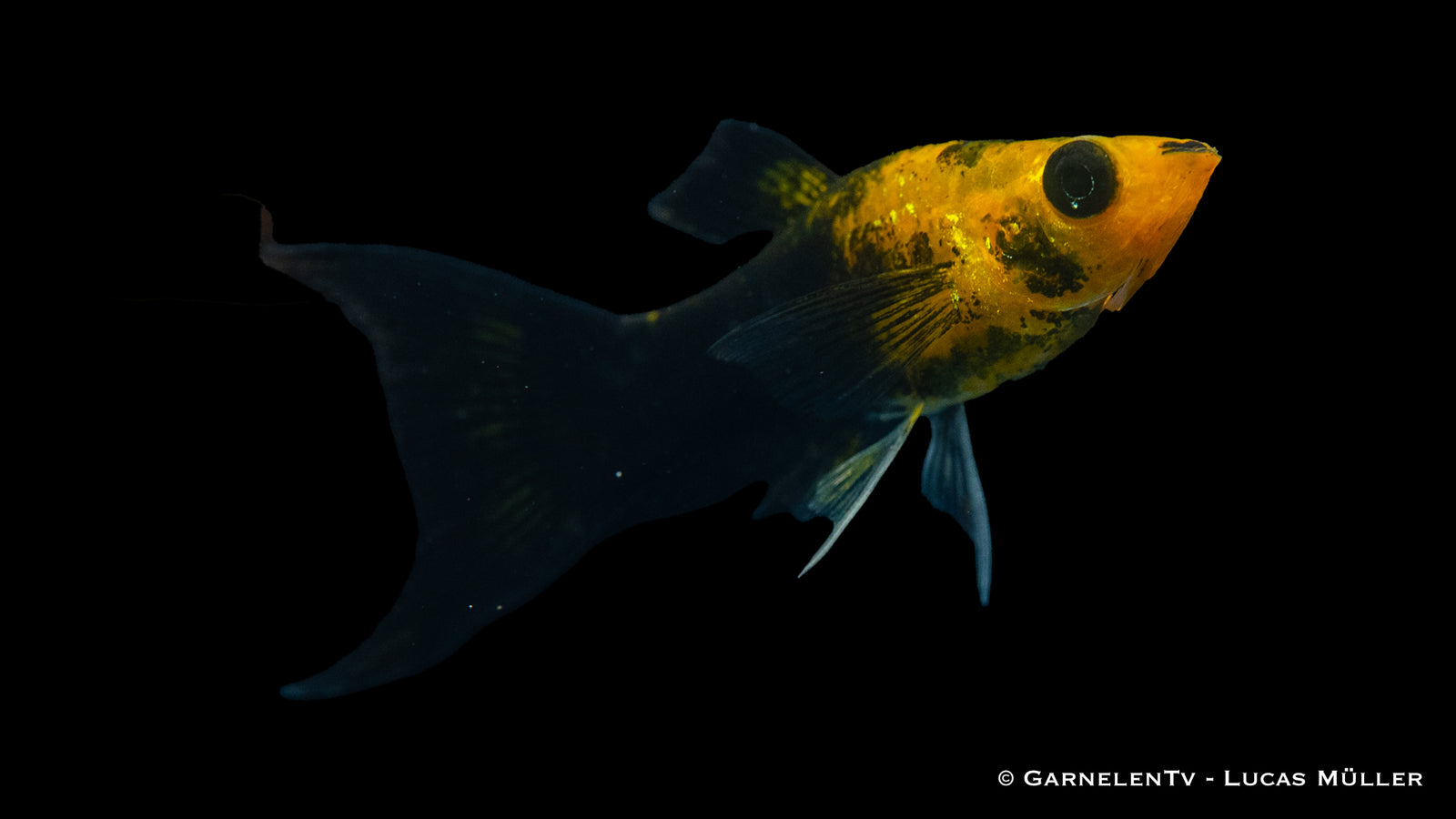 Molly Goldstaub Lyra Poecilia sphenops im Aquarium
