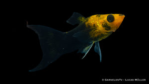 Goldene Molly Goldstaub Lyra Poecilia sphenops