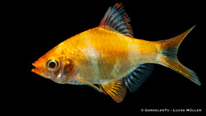 Goldene Sumatrabarbe schwimmt 