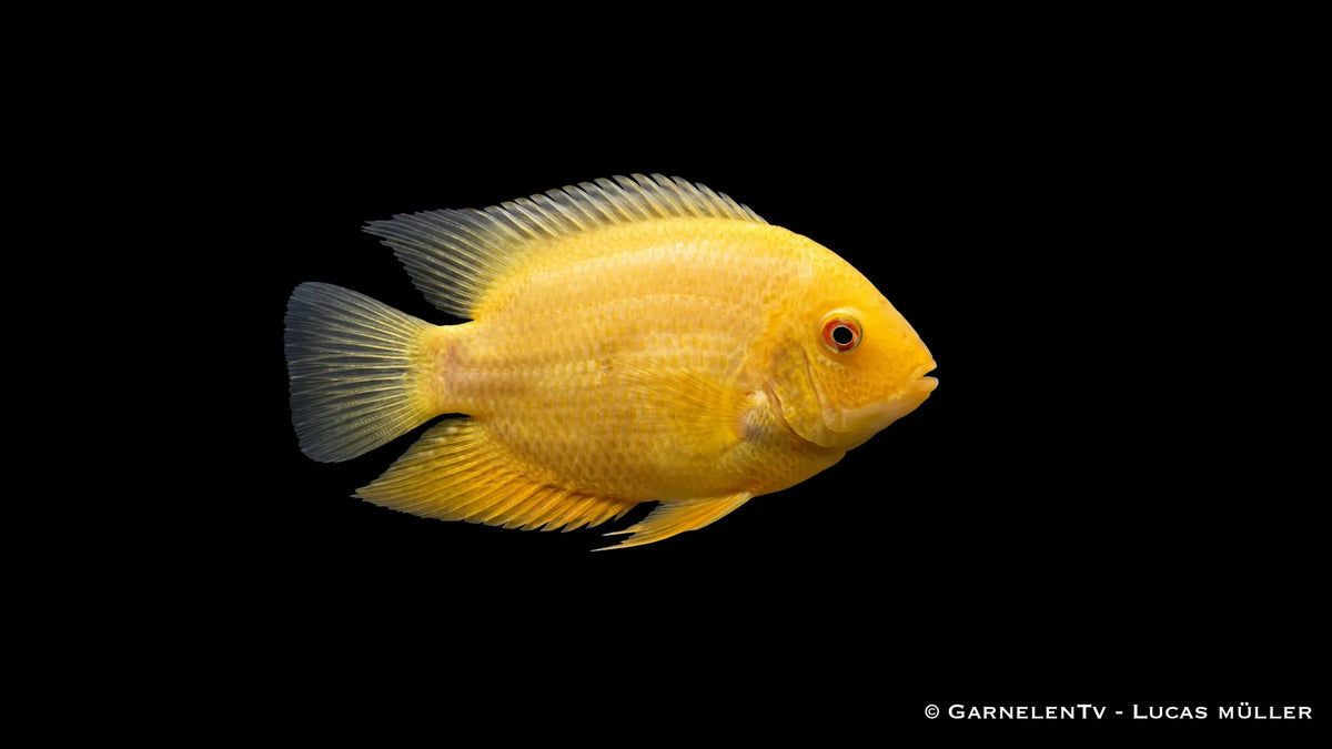 Goldener Augenfleck Buntbarsch Heros severum Gold mit gelber Körperfarbe, runder Buntbarsch Form und markantem Augenfleck im Süßwasseraquarium