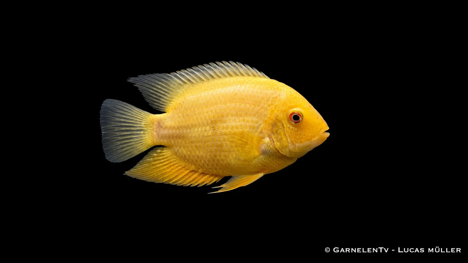 Goldener Augenfleck Buntbarsch Heros severum Gold mit gelber Körperfarbe, runder Buntbarsch Form und markantem Augenfleck im Süßwasseraquarium
