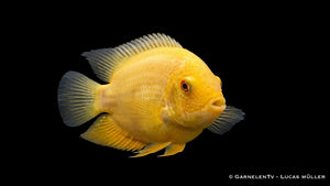 Goldener Augenfleckbuntbarsch im Aquarium mit leuchtendem Gelbton, feiner Zeichnung