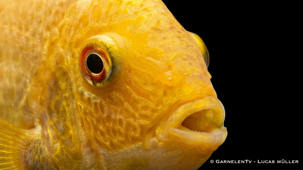 Heros severum Gold als friedlicher südamerikanischer Buntbarsch mit goldener Färbung, hoher Körperform und ruhigem Schwimmverhalten im Aquarium Nah