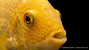 Heros severum Gold als friedlicher südamerikanischer Buntbarsch mit goldener Färbung, hoher Körperform und ruhigem Schwimmverhalten im Aquarium Nah