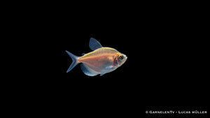 Goldener Trauermantelsalmler - Gymnocorymbus ternetzi