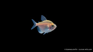 Goldener Trauermantelsalmler - Gymnocorymbus ternetzi