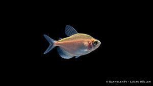 Goldener Trauermantelsalmler - Gymnocorymbus ternetzi