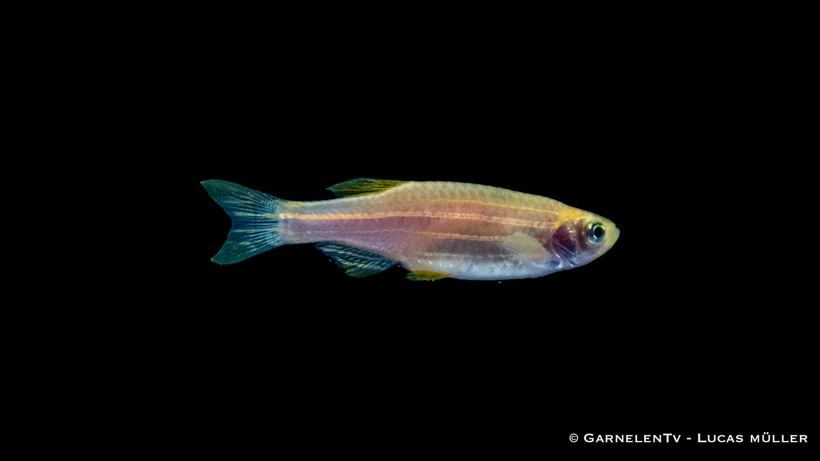 Goldener Zebrabärbling (Brachydanio rerio) in aquarium