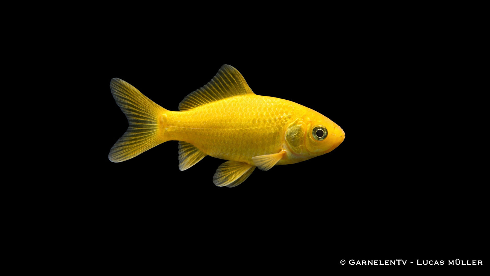 Goldfisch Gelb Carassius auratus auratus gelber Teich Goldfisch Kaltwasserfisch