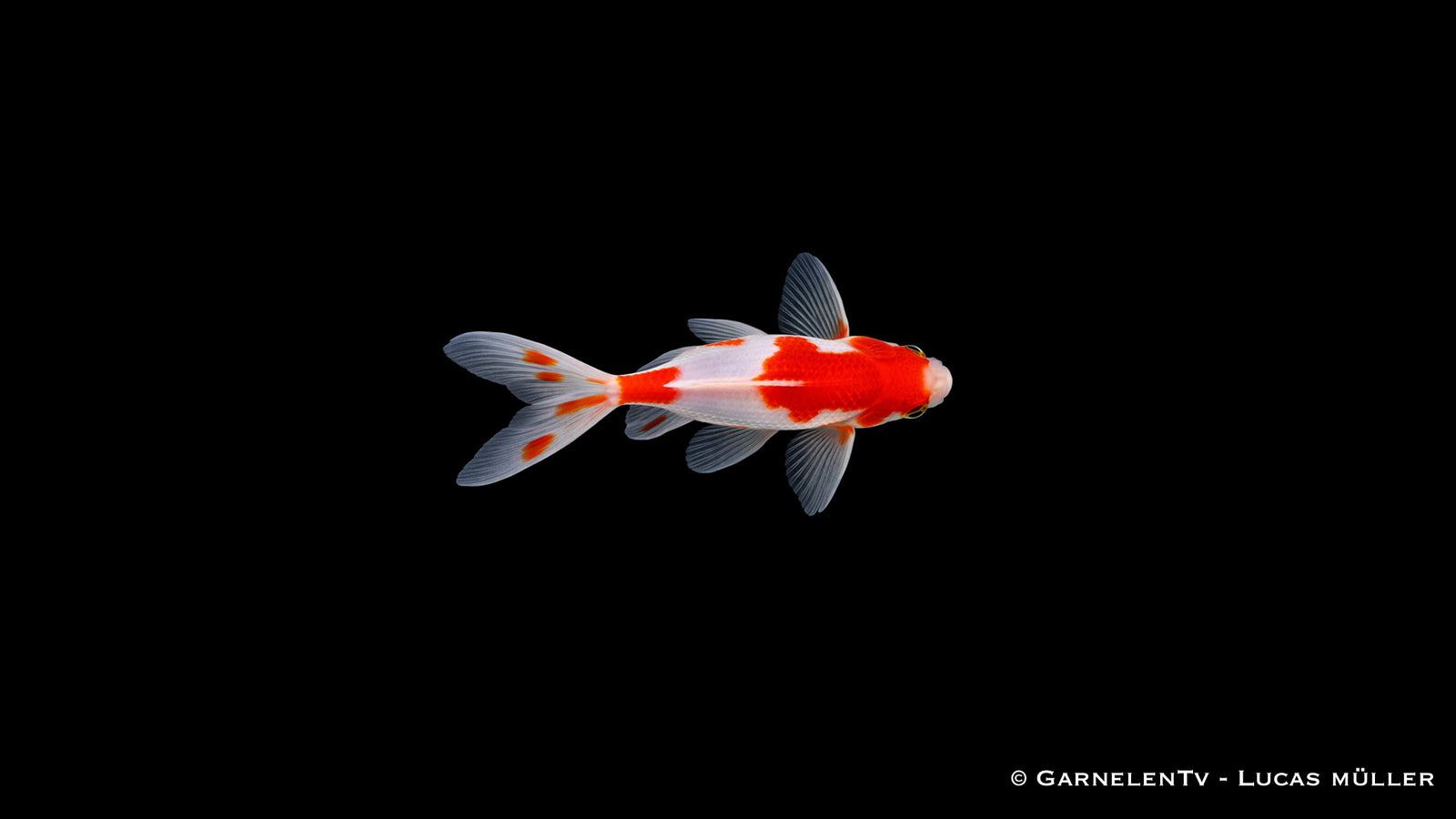 Goldfisch Sarasa Carassius auratus auratus 4 bis 6 cm rot weißer Teich Goldfisch Jungtier