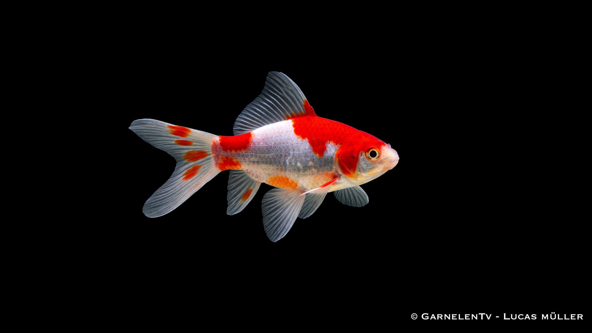 Goldfische - Zeitlose Klassiker fr Teich und Aquarium | Top Goldfische |  GarnelenTv